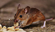 24 Hour & Emergency Exterminators in Lobachsville, PA